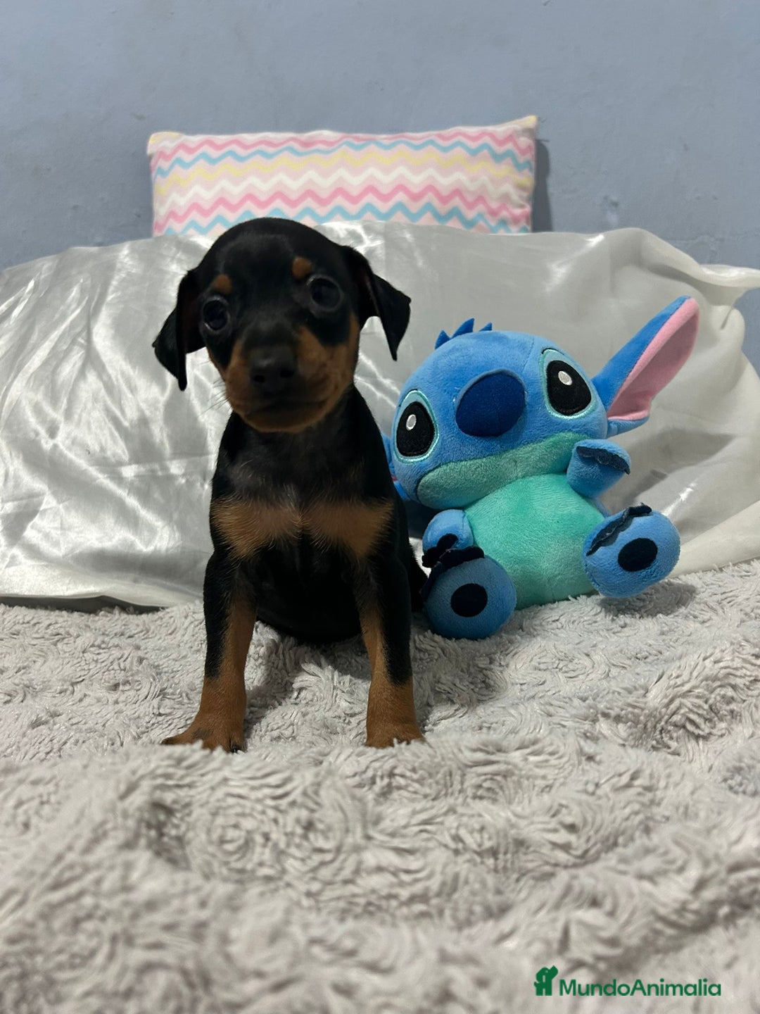 Pinscher Miniatura perros en venta: Pinscher miniatura  - Imagen 4