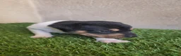Ratonero Bodeguero Andaluz perros en venta: Hembrita ratonera bodeguera andaluz - Anuncio 2