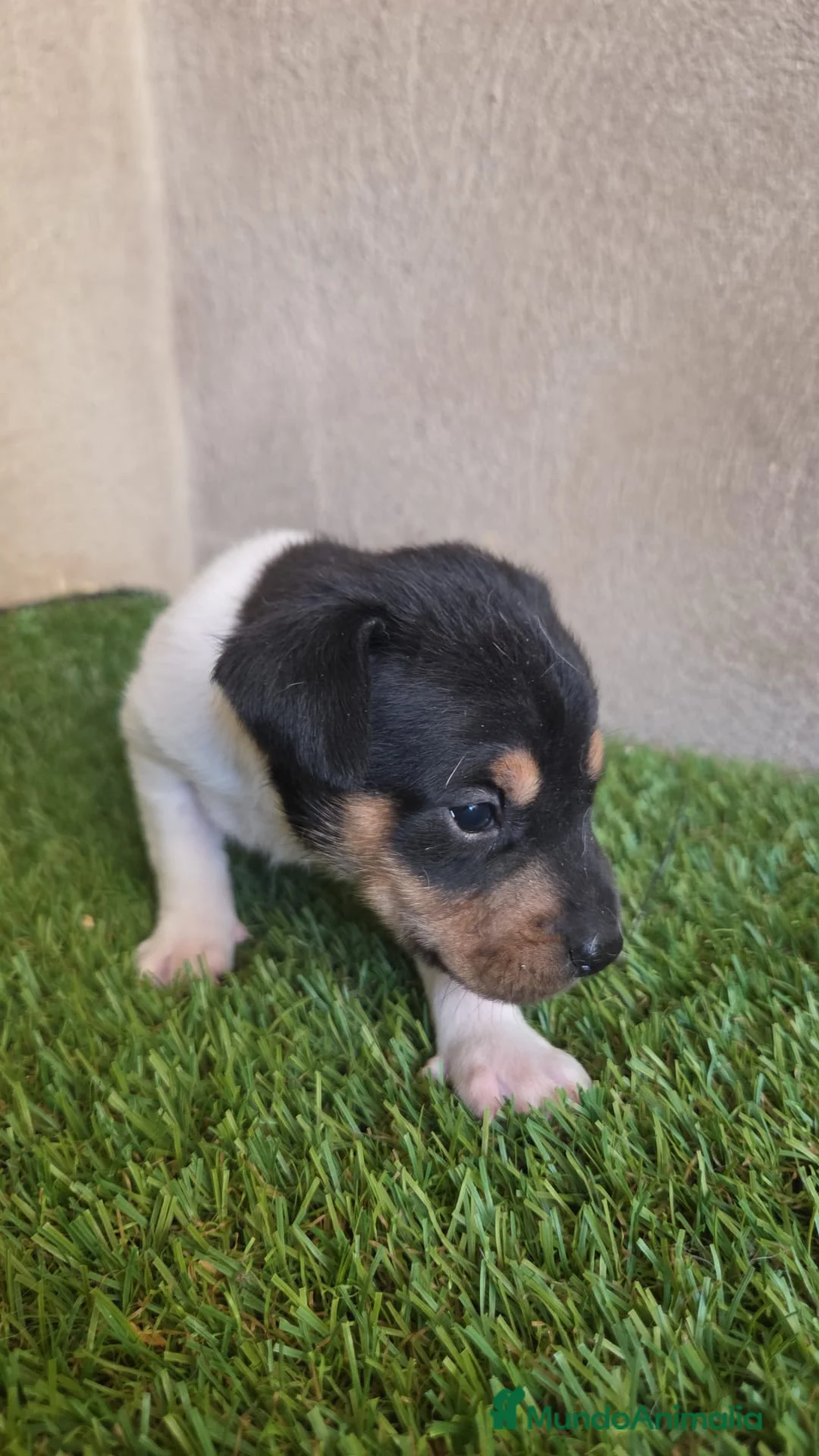 Ratonero Bodeguero Andaluz perros en venta: Hembrita ratonera bodeguera andaluz - Anuncio 2