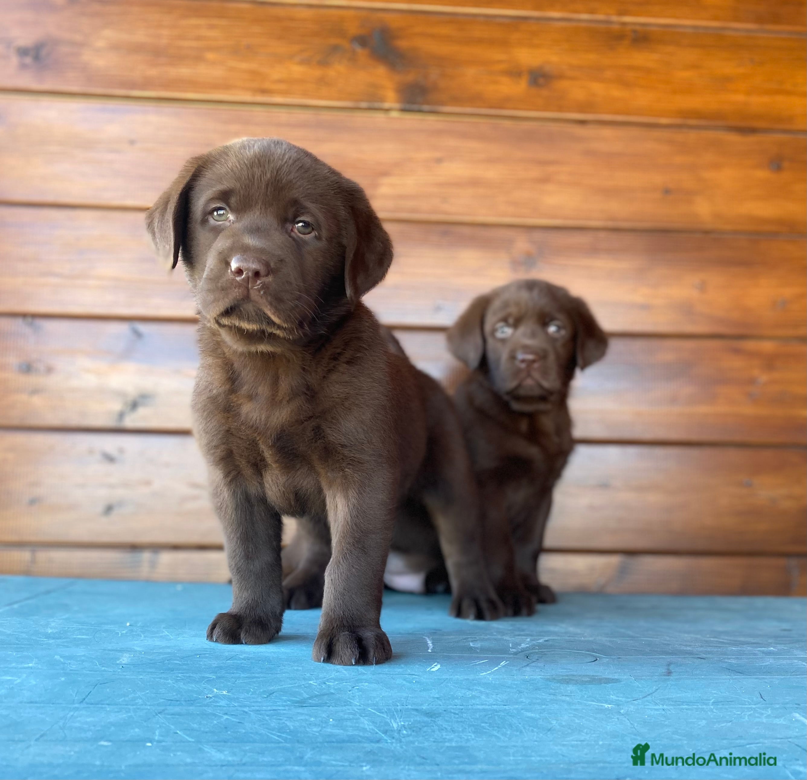 Labrador Retriever perros Cachorros de labrador choco en Madrid - Anuncio 10