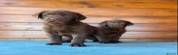 Labrador Retriever perros en venta: Cachorros de labrador choco en Madrid - Anuncio 1