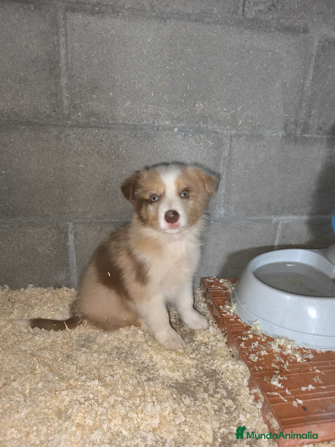 Border Collie perros en venta: Cachorros border collie color merle - Anuncio 3
