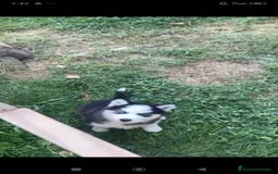 Husky Siberiano perros en venta: Último cachorro de Husky siberiano!! - Imagen 5