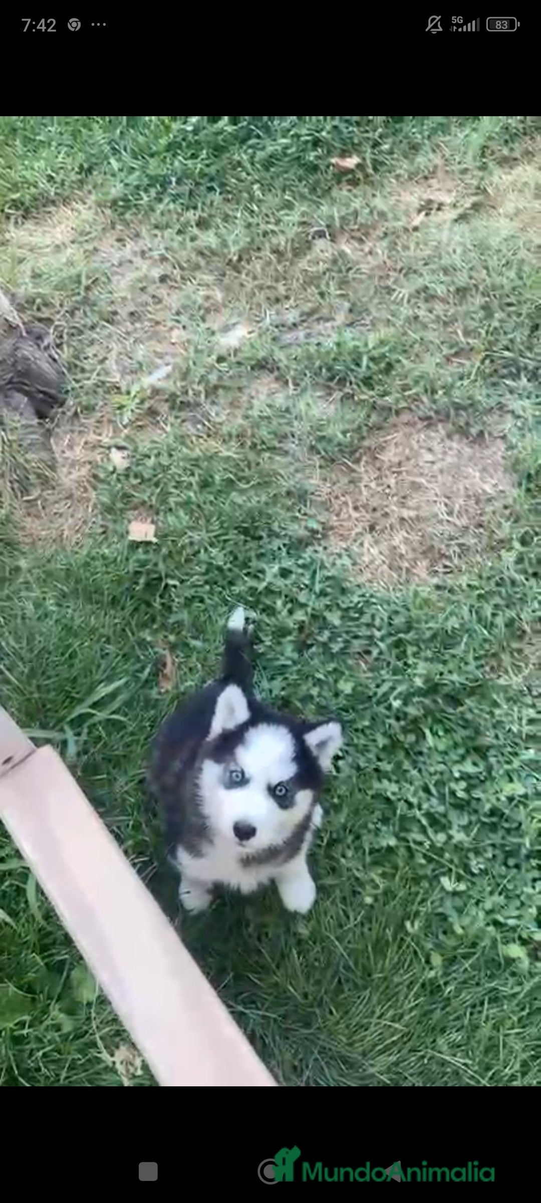 Husky Siberiano perros en venta: Último cachorro de Husky siberiano!! - Imagen 5