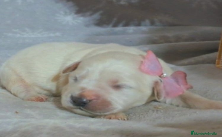 Golden Retriever perros - Anuncio 1