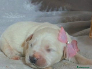 Golden Retriever perros - Anuncio 2
