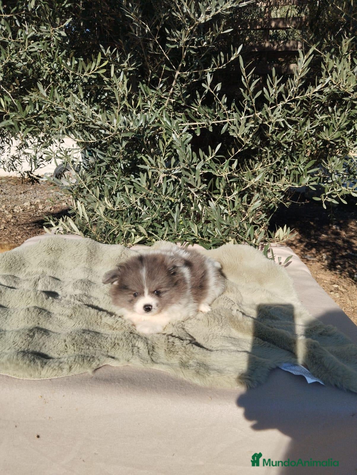 Pomerania perros en venta: Pomeranias Toy - Anuncio 2