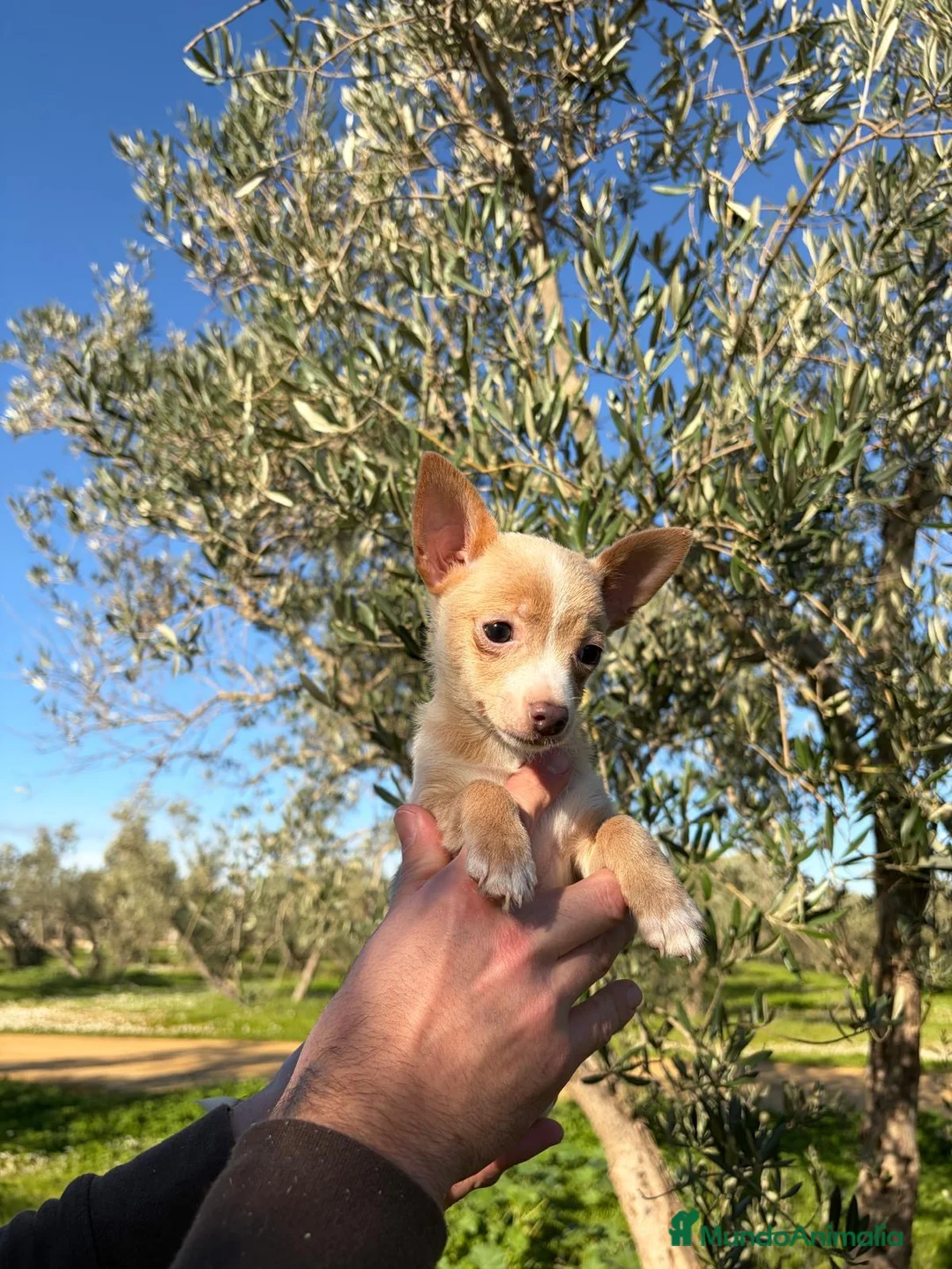 Chihuahua perros en venta: Chihuahua  - Anuncio 3