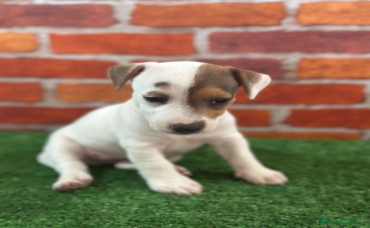 Jack Russell Terrier perros - Propaganda 5