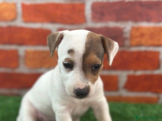 Jack Russell Terrier perros Jack Russell - Anuncio 2