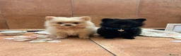 Pomerania perros en venta: Lulù Pomerania  - Anuncio 4
