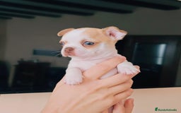 Chihuahua perros en venta: Chihuahua miniatura  - Imagen 1