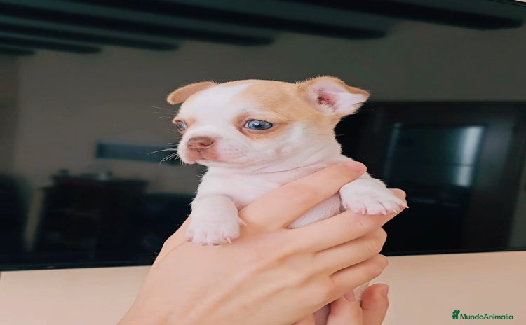 Chihuahua perros - Anuncio 1