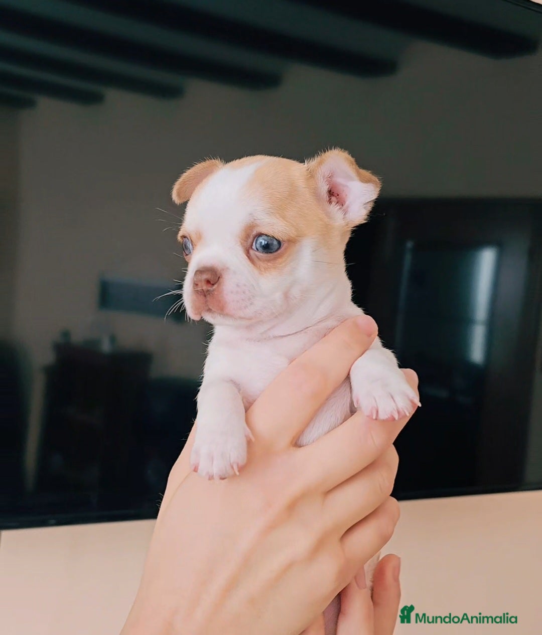 Chihuahua perros en venta: Chihuahua miniatura  - Imagen 1