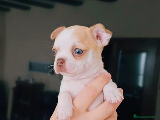 Chihuahua perros - Anuncio 2