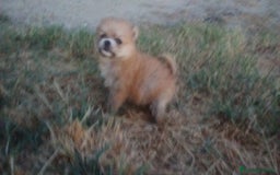Pomerania perros en venta: Espectaculares cachorros de POMERANIA. en Madrid - Imagen 7