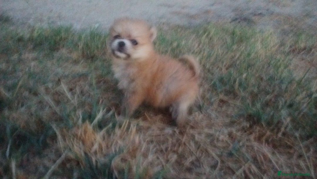 Pomerania perros en venta: Espectaculares cachorros de POMERANIA. en Madrid - Imagen 7