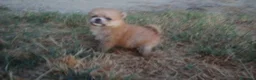 Pomerania perros en venta: Espectaculares cachorros de POMERANIA. en Madrid - Anuncio 7