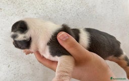 Bulldog Francés perros en venta: Bulldog francés exclusivo vaquita blue Merle !! - Imagen 3