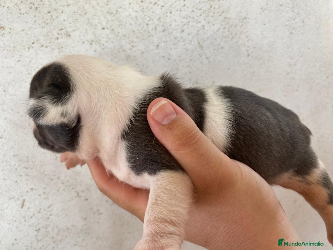 Bulldog Francés perros en venta: Bulldog francés exclusivo vaquita blue Merle !! - Imagen 3