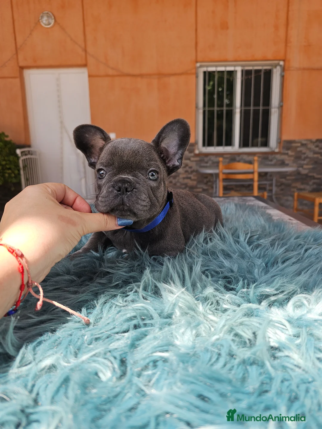 Bulldog Francés perros en venta: Bulldog francés blue y merle - Anuncio 1