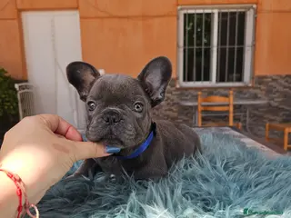 Bulldog Francés perros Bulldog francés blue y merle - Anuncio 1