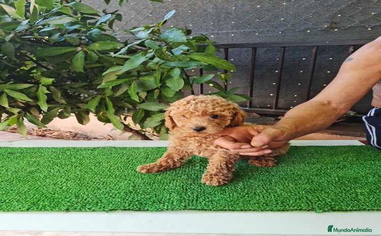 Caniche Toy perros - Propaganda 2