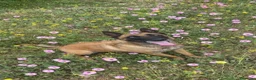Pastor Belga Malinois perros en venta: Pastor Belga Malinois 🐾🐕❤️ - Anuncio 5