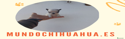 Chihuahua perros en venta: IMPRESIONANTE  CHIHUAHUA   LINEA  TOY  - Anuncio 8
