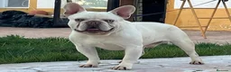 Bulldog Francés perros para monta: Bulldog Frances Merle en Madrid - Anuncio 2