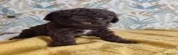 Perro de Agua Español perros en venta: Espectacular PDA - Anuncio 9