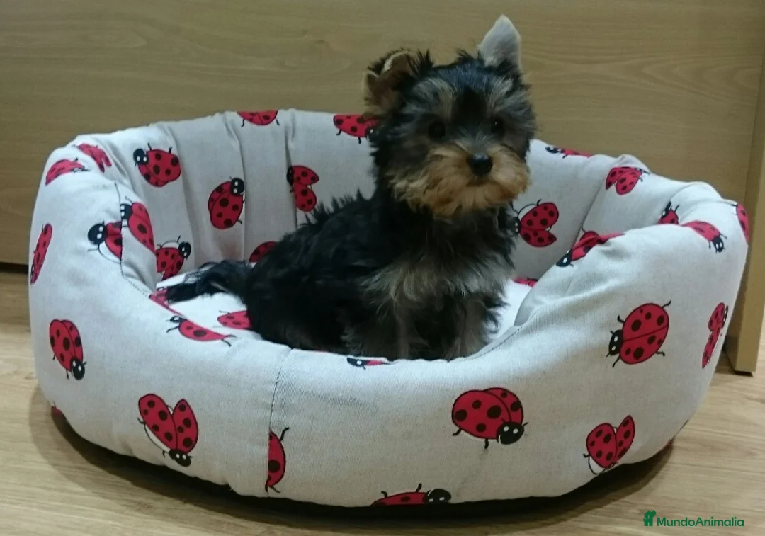 Yorkshire Terrier perros en venta: Yorkshire Terrier en Barcelona - Anuncio 5