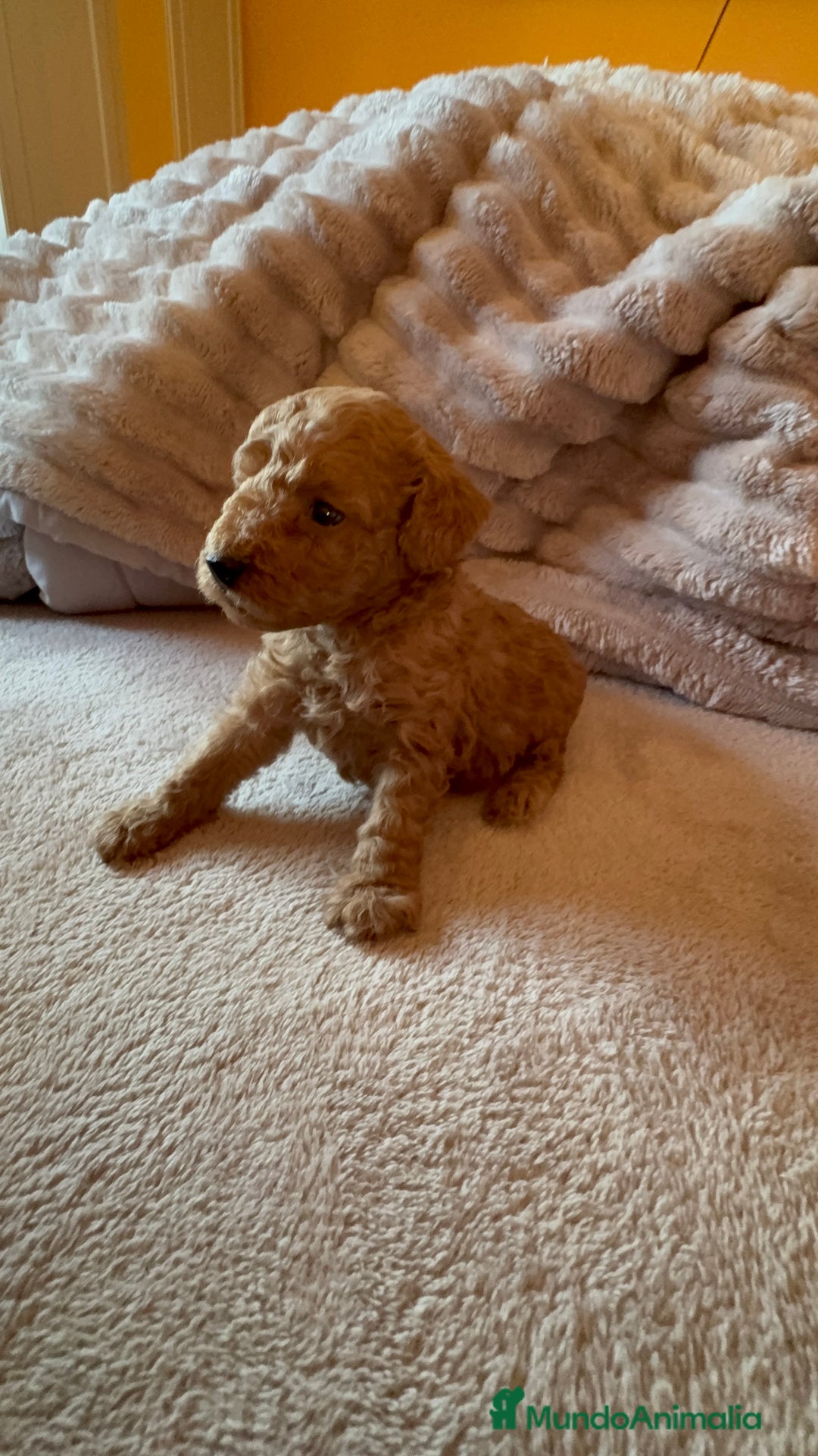 Caniche Toy perros en venta: Precioso cachorro Caniche Toy Rojo - Anuncio 2