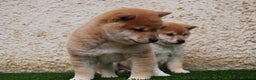Shiba Inu perros en venta: SHIBA INU, CACHORROS DISPONIBLES en Madrid - Anuncio 7