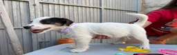 Jack Russell Terrier perros en venta: Jack rusell terrier  - Anuncio 4