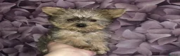 Yorkiepoo perros en venta: Preciosos Yorkiepoo machos - Anuncio 2