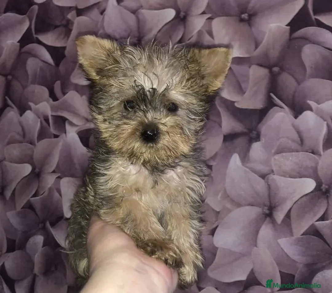 Yorkiepoo perros en venta: Preciosos Yorkiepoo machos - Anuncio 2