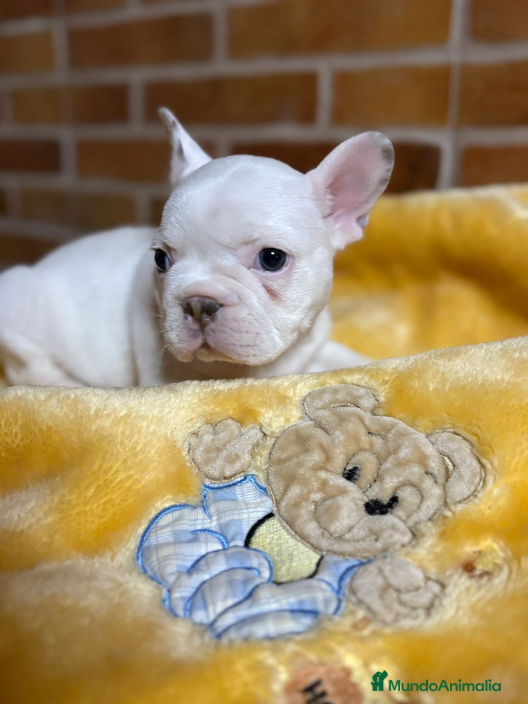 Bulldog Francés perros en venta: Bulldog Francés Macho - Imagen 3
