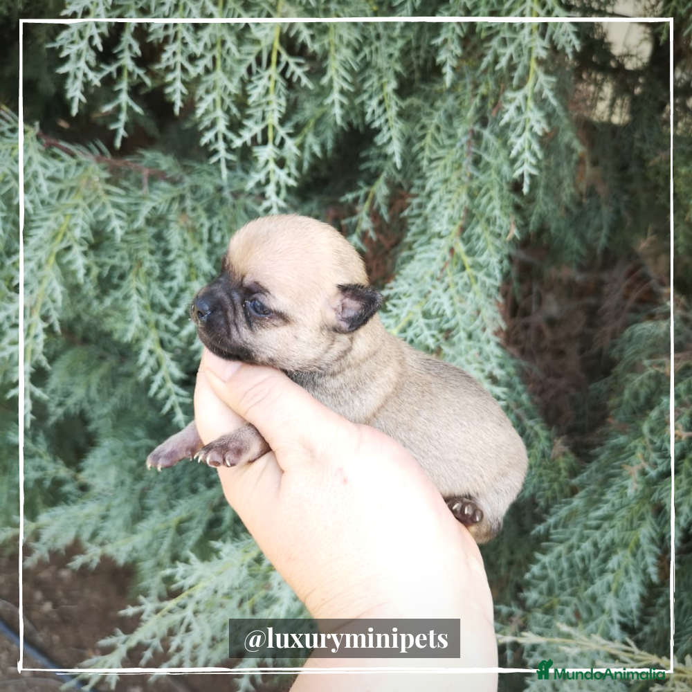 Chihuahua perros Camada de Chihuahua cabeza de manzana  en Madrid - Anuncio 2