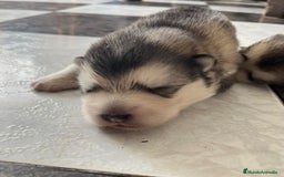 Alaskan Malamute perros en venta: CAMADA DE ALASKAN MALAMUTE - Imagen 1