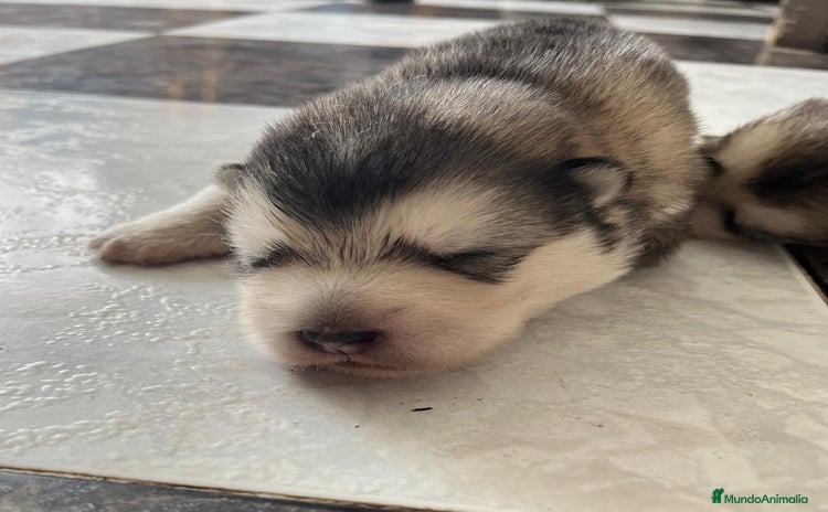 Alaskan Malamute perros - Propaganda 1