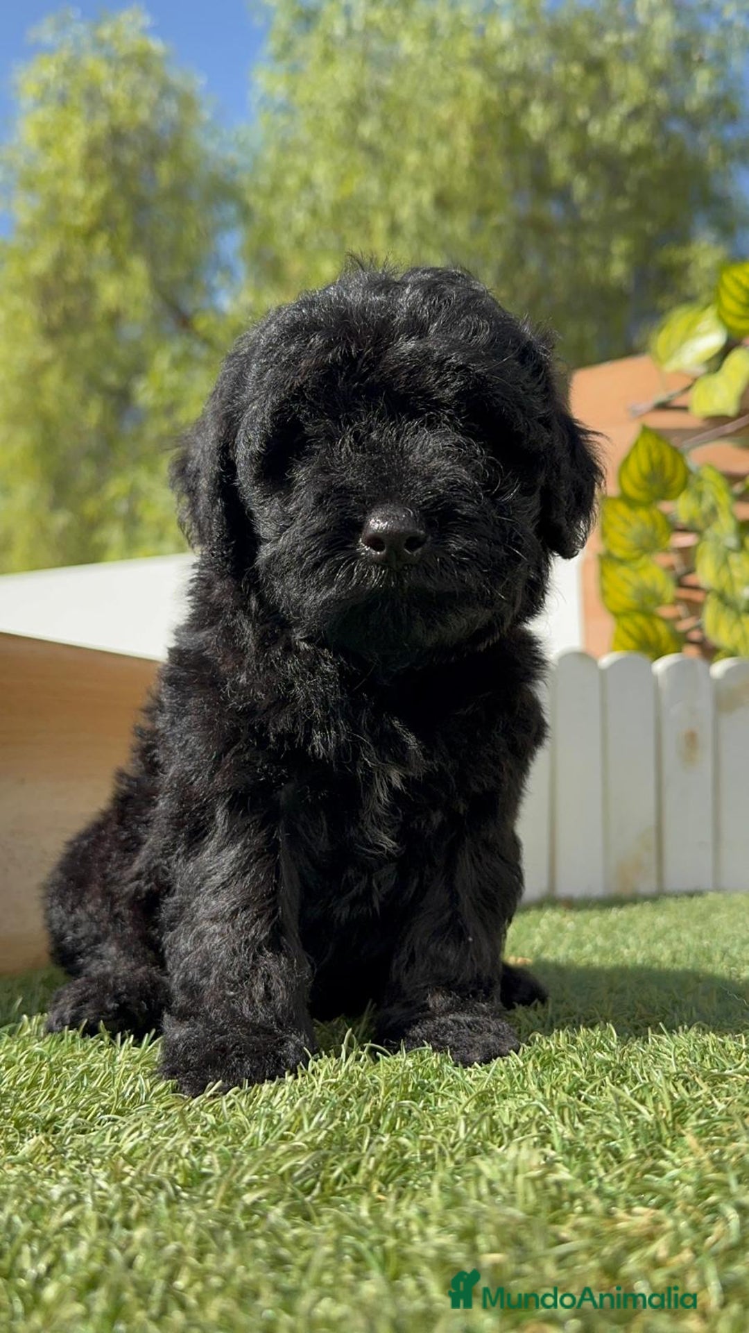 Perro de Agua Español perros en venta: PERRO DE AGUA ESPAÑOL MACHO - Imagen 20