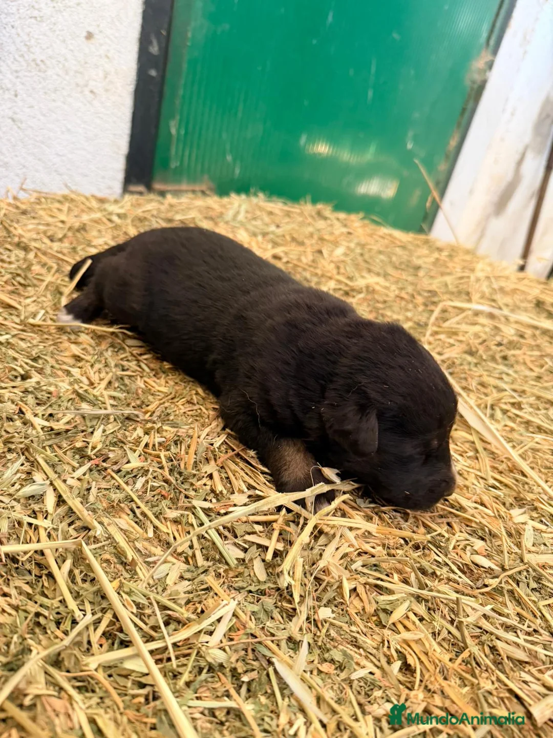 Raza Mixta perros en venta: Mestizo de mastín x Cáucaso  - Anuncio 24