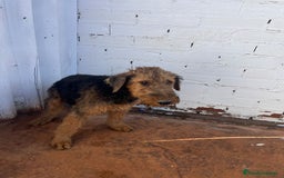 Airedale Terrier perros en venta: Airedale Terrier  - Imagen 4