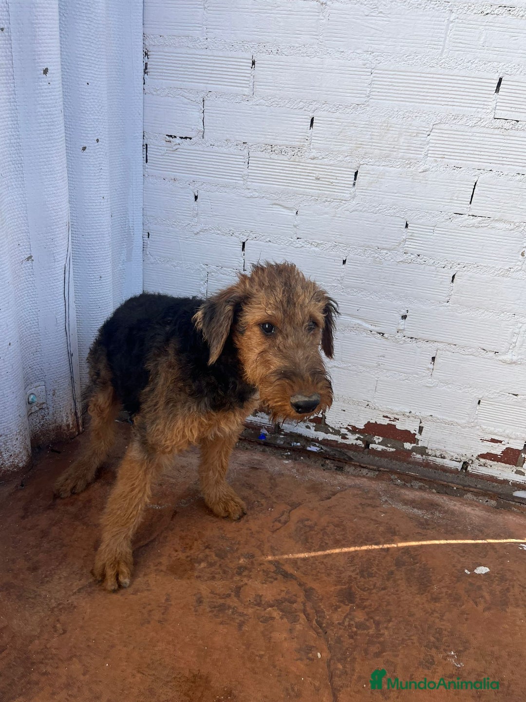 Airedale Terrier perros en venta: Airedale Terrier  - Imagen 4