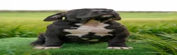 American Bully perros en venta: American Bully XL - Anuncio 3