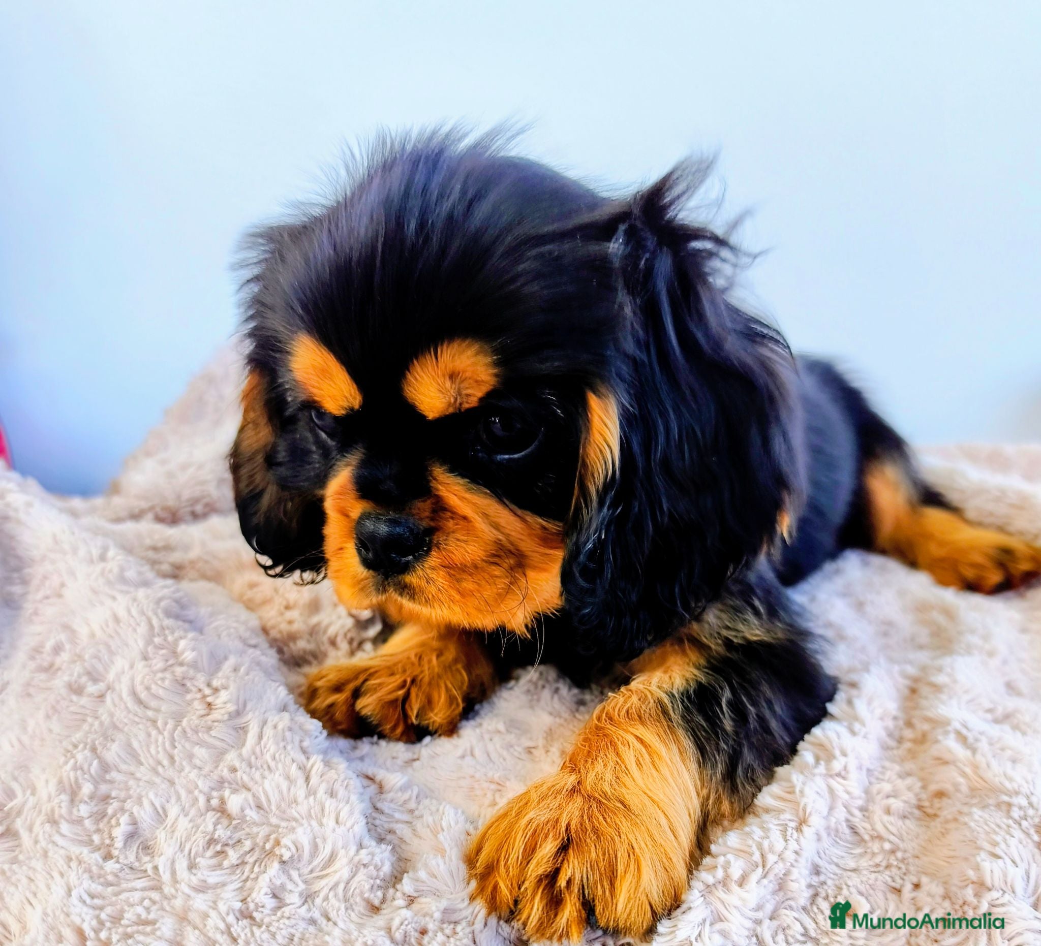 Cavalier King Charles Spaniel perros Cachorros negro fuego y ruby - Anuncio 2
