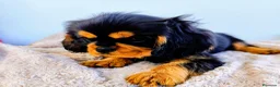 Cavalier King Charles Spaniel perros en venta: Cachorros negro fuego y ruby - Anuncio 2