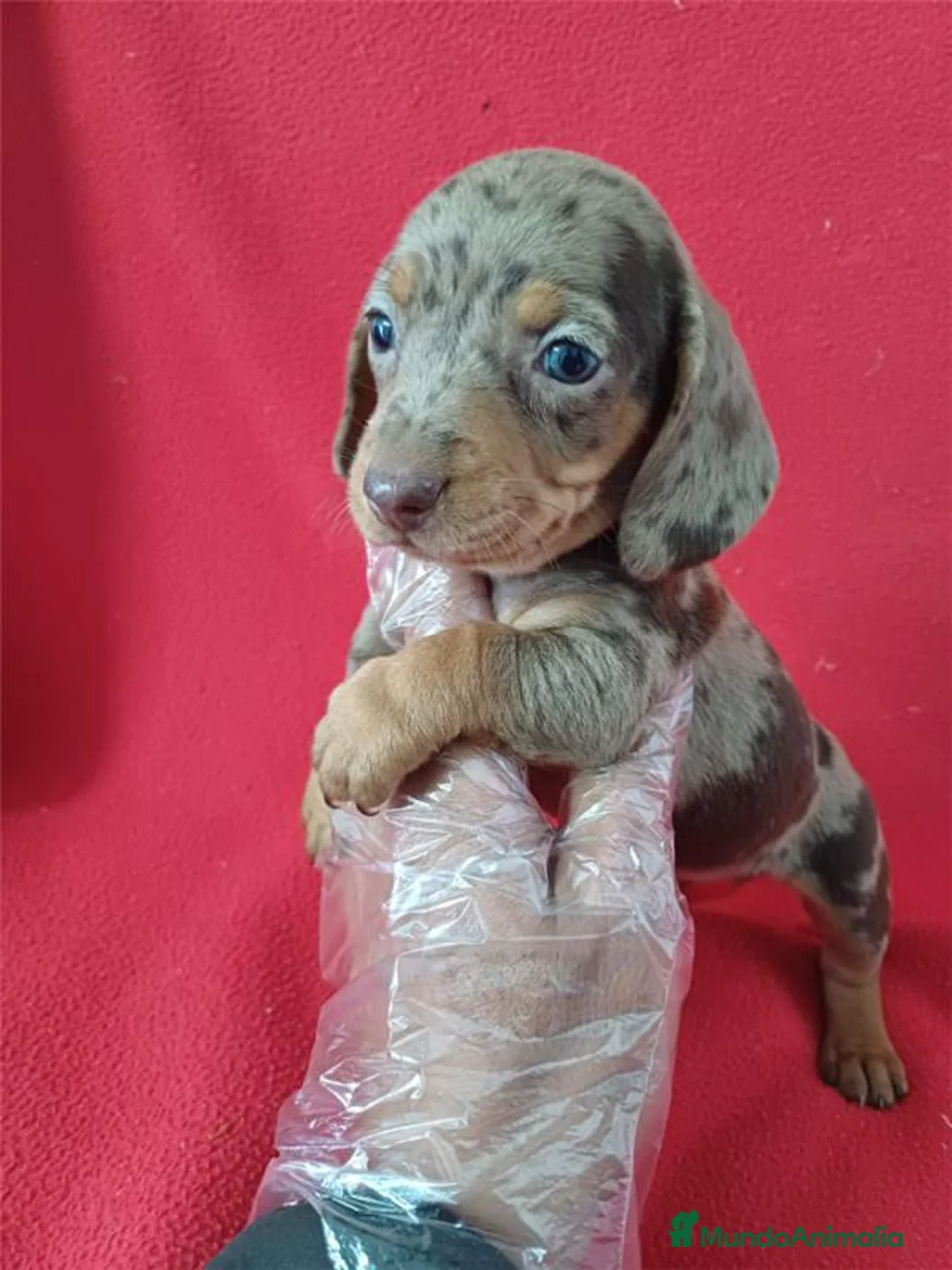 Teckel Miniatura perros en venta: Teckel Miniatura Arlequin Chocolate  - Anuncio 1