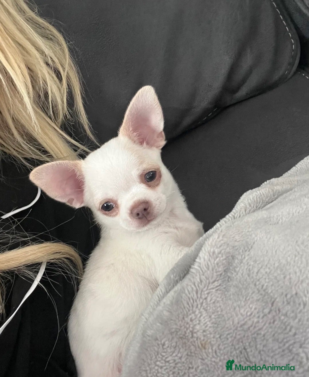 Chihuahua perros CHIHUAHUA CACHORROS PRECIOSOS  - Anuncio 4